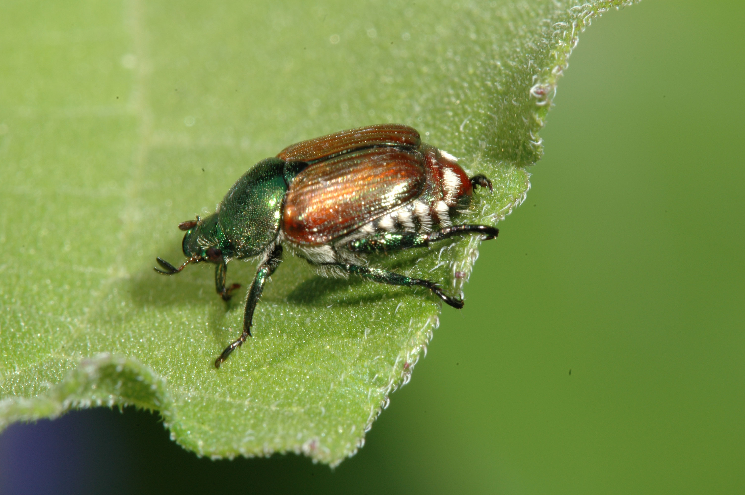 All-Natural Ways To Save Your Garden From Japanese Beetles - Off The