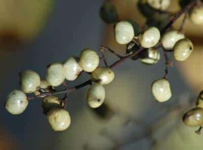 Sumac: The Edible Wild Plant You (Wrongly) Thought Was Always Poisonous