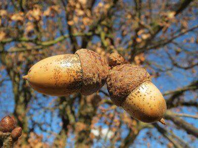 7 Delicious ‘Wild Nuts’ Your Ancestors Ate Every Fall