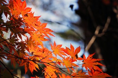 How Autumn Leaves Can Become 'Miracle Mulch' For Your Spring Garden 