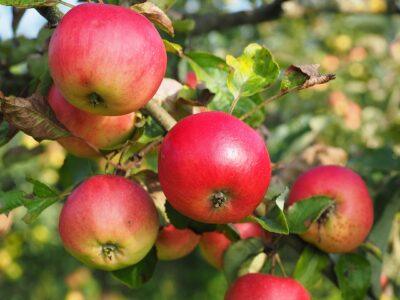 9 Apple Varieties Homesteaders Simply Love