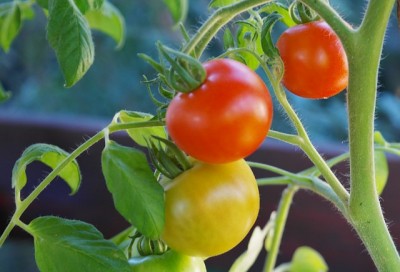 No-Frills Container Gardening For The Urban Homestead