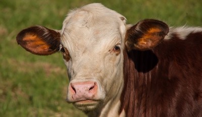 How To Find Free Livestock For Your Homestead