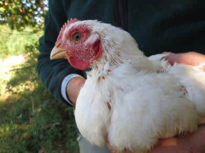 The Healthiest And Fastest-Growing Meat Chickens For The Homestead