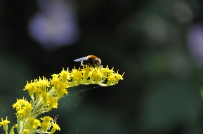 Goldenrod: The Roadside Fall Healing ‘Weed’ You (Wrongly) Thought Was An Allergen