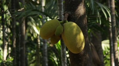 The Survival Fruit That Can Feed A Family For An Entire Day