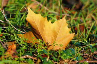 Essential Pre-Winter Chores Most Gardeners Simply Forget