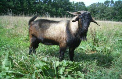 The 5 Best Meat Goat Breeds For Your Homestead