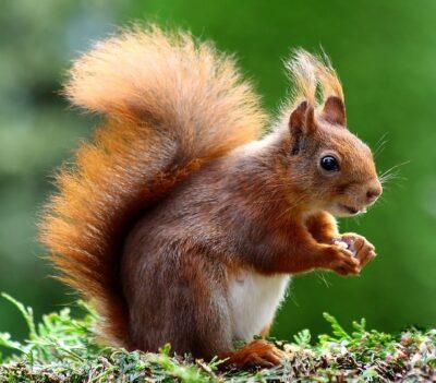 What Squirrels Can Teach Us About Winter Food Storage