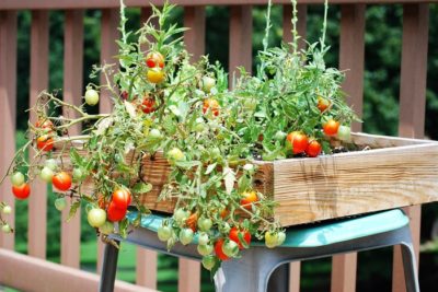 No-Frills Container Gardening For The Urban Homestead