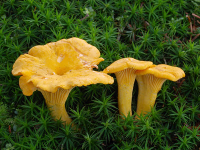 Golden Chanterelles. Image source: wikipedia