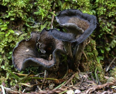 Black trumpets. Image source: Wikipedia