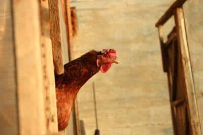 The 4 Most Humane Ways To Kill A Backyard Chicken