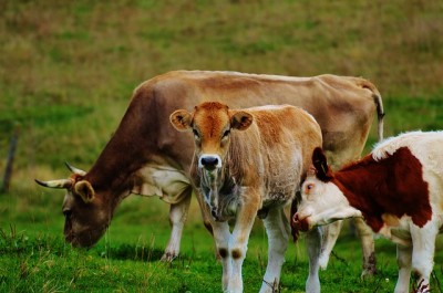 Grass-Fed Or Grain-Fed Cows For The Homestead?