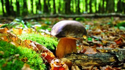 5 Edible, Wild Mushrooms Anyone Can Find (With A Little Help)