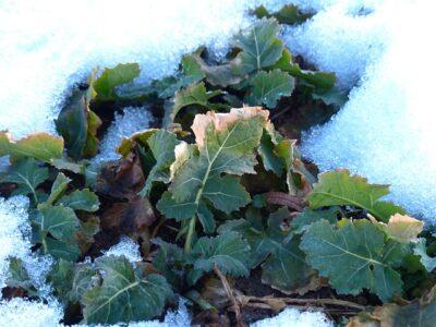 8 Snow-Hardy Vegetables You (Really) Can Grow During Winter