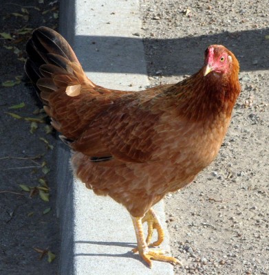 The Chicken Breeds You Need For Winter Eggs