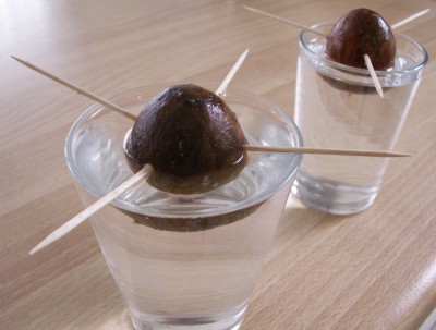 How To Grow An Avocado Tree Indoors