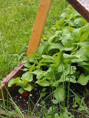 Everything You Wanted To Know About Cold Frames (But Were Embarrassed To Ask) 