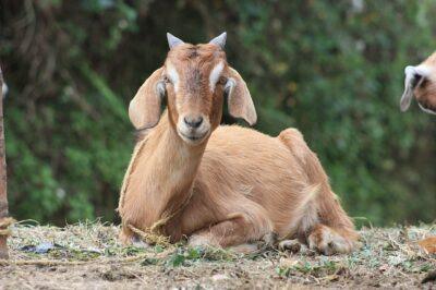 How To Feed Your Goats During Winter Without Going Broke