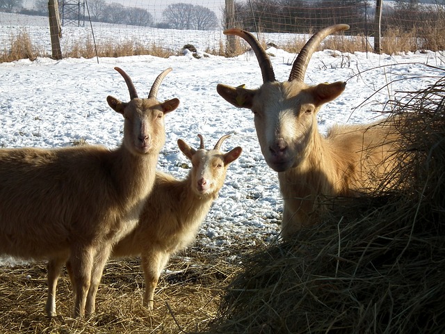 How To Feed Your Goats During Winter Without Going Broke