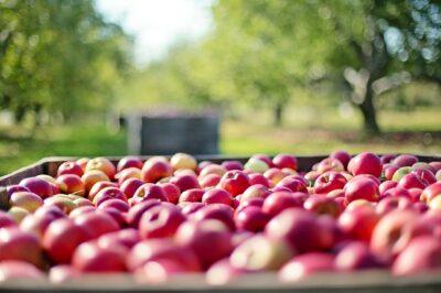 The Most Versatile, Useful Fruit Tree For The Off-Grid Homestead Is ...