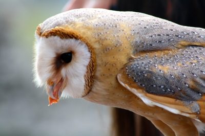 How To Attract Barn Owls (And Keep Your Homestead Rodent-Free)
