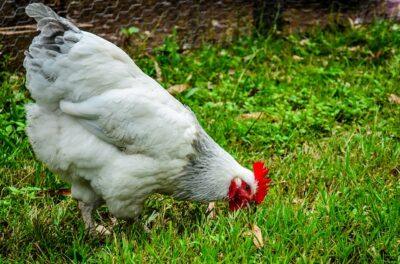 The 6 Easiest Ways To Protect Your Chickens From Predators