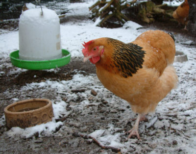 chickens snow -- wikipedia