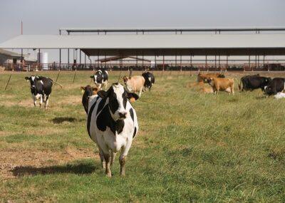 Food Industry Plots How To Ban Raw Milk