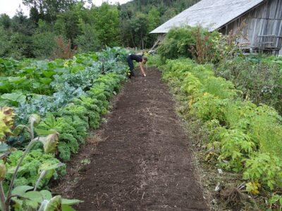 7 Vegetables You Should Be Starting Indoors NOW!