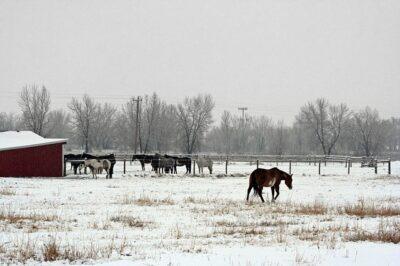 Low-Cost Tricks To Keep Your Livestock's Water From Freezing