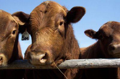 4 Beef Cattle Breeds That Will Bring In Big Bucks