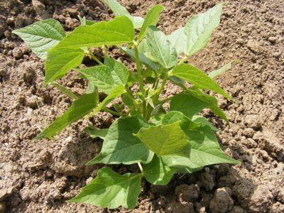 10 Fast-Growing Spring Vegetables You Can Harvest In About 30 Days 