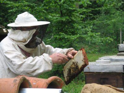 5 Reasons You Gotta Start Beekeeping This Spring