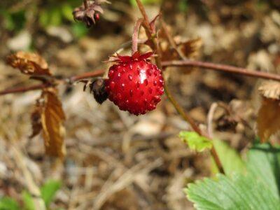 9 Perennial Vegetables You Can Plant Once, Harvest Forever … And Never Worry About Again