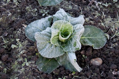 The Easiest (And Fastest) Ways To Protect Your Vegetables From That Dreaded Late Frost