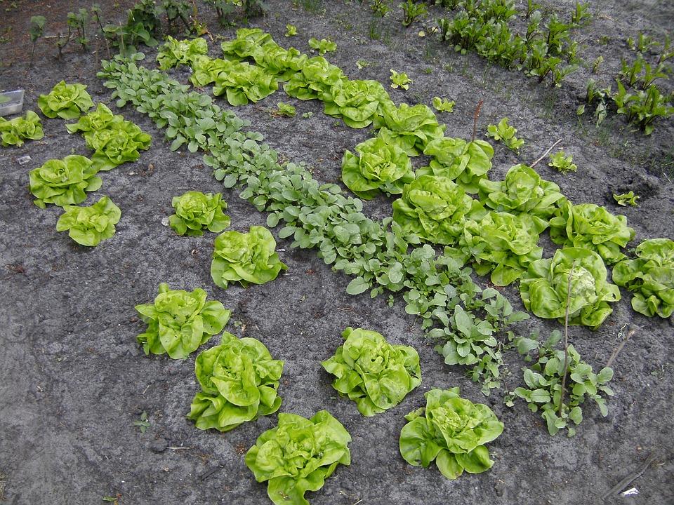 10 Fast-Growing Spring Vegetables You Can Harvest In About 30 Days