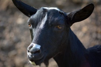 Is This The Best Low-Cost, Low-Maintenance Livestock You Can Own?