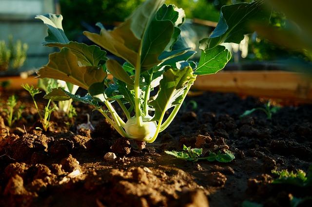 5 Frost-Resistant Vegetables You Can Plant Super Early