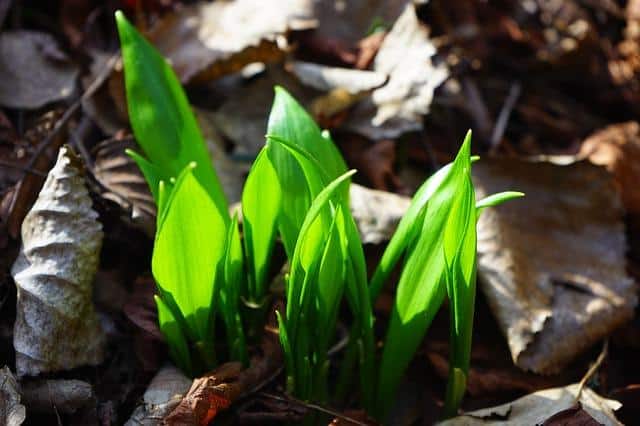 9 Perennial Vegetables You Can Plant Once, Harvest Forever … And Never Worry About Again