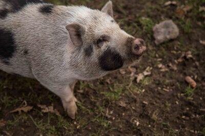 The 3 Easiest Low-Maintenance Livestock For Homestead Meat