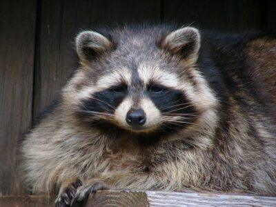 7 Ways To Keep Raccoons Off Your Homestead