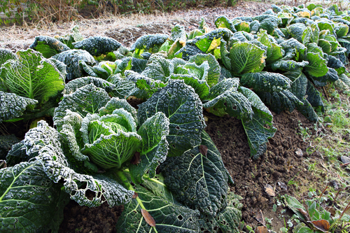 Frost 101: THIS Is The Temperature You Better Start Covering Your Vegetables