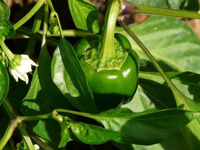 14 Drought-Resistant Vegetables To Plant If You Rarely Get Rain