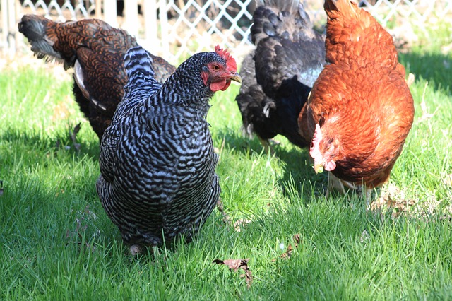 4 Simple Steps To Getting Free-Range Chickens Laying Eggs In A Coop