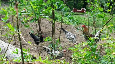 4 Simple Steps To Getting Free-Range Chickens Laying Eggs In A Coop