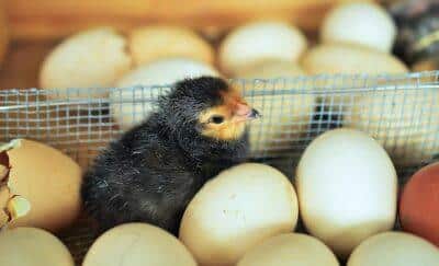 How To Make A Super-Durable Chick Brooder That Will Last For Years