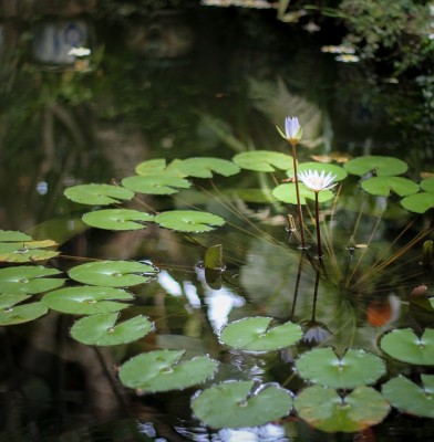 Here’s What You BETTER Know Before You Build Your First Pond