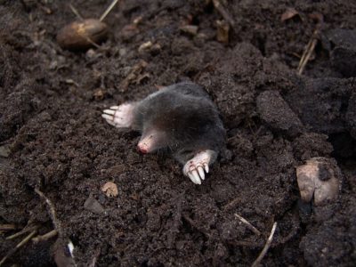6 Chemical-Free Ways To Chase Away Pesky Moles
